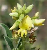  Inflorescence-Raceme